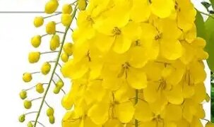Amazing Amaltas: Helpful in strengthening the digestive system, also a panacea for skin diseases.