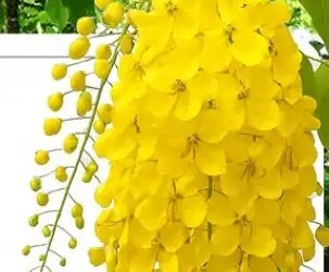 Amazing Amaltas: Helpful in strengthening the digestive system, also a panacea for skin diseases.