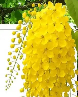 Amazing Amaltas: Helpful in strengthening the digestive system, also a panacea for skin diseases.
