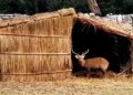 Arrangement of heater and thatched roof for animals in Punjab Zoo