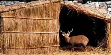 Arrangement of heater and thatched roof for animals in Punjab Zoo