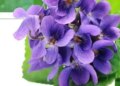 Banafsha flower: Gives relief from cold, cough or sore throat, consumption gives amazing benefits.