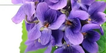 Banafsha flower: Gives relief from cold, cough or sore throat, consumption gives amazing benefits.