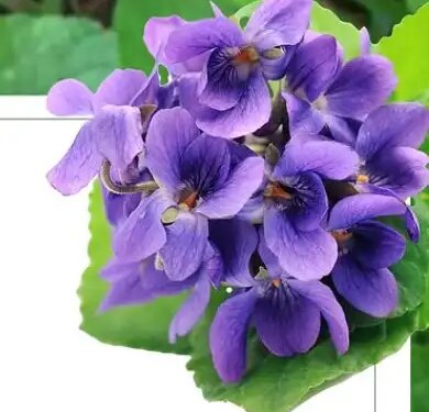 Banafsha flower: Gives relief from cold, cough or sore throat, consumption gives amazing benefits.