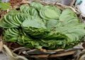 'Betel leaf' is a natural remedy for protection from infection and digestion.