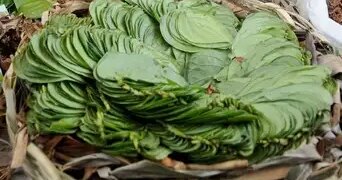 'Betel leaf' is a natural remedy for protection from infection and digestion.