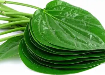 Betel leaf is not ordinary, you get these 7 big benefits by consuming it