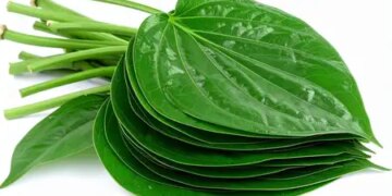 Betel leaf is not ordinary, you get these 7 big benefits by consuming it