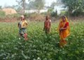 छत्तीसगढ़: गरियाबंद में लखपति दीदी योजना से लाखों कमा रहीं ग्रामीण महिलाएं
