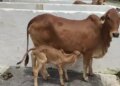 Cow urine: not a waste but a medicine, helpful in fighting many diseases