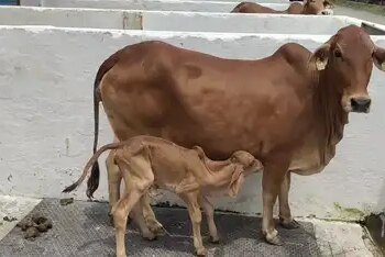 Cow urine: not a waste but a medicine, helpful in fighting many diseases