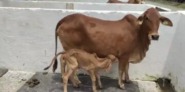 Cow urine: not a waste but a medicine, helpful in fighting many diseases