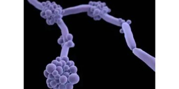 Drug-resistant fungus is extremely dangerous, spreading rapidly: report of Indian scientists