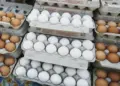 Egg Price Hike 2025: Eggs cost Rs 8-12 in the market, what is the reason behind rising prices?