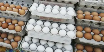Egg Price Hike 2025: Eggs cost Rs 8-12 in the market, what is the reason behind rising prices?