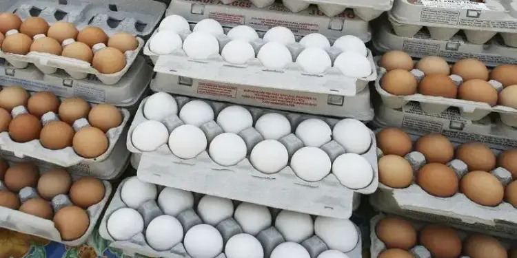 Egg Price Hike 2025: Eggs cost Rs 8-12 in the market, what is the reason behind rising prices?