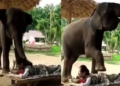 Elephant massages a woman like a human, you will be stunned to see