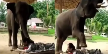 Elephant massages a woman like a human, you will be stunned to see