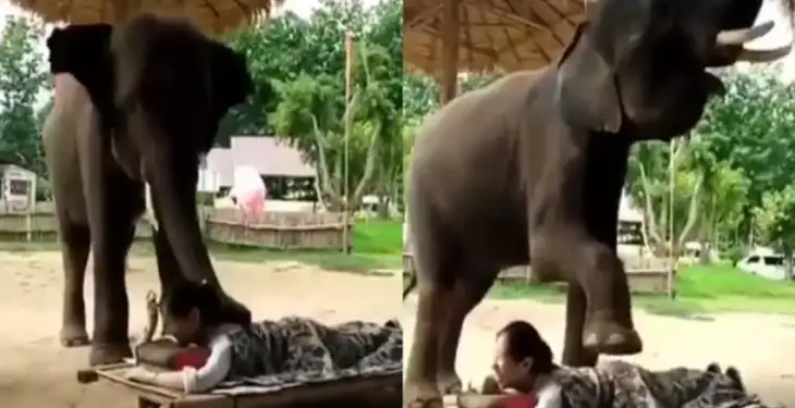 Elephant massages a woman like a human, you will be stunned to see