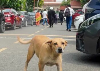Fake rabies vaccine alert: Indian Immunologicals rejects Australian claims