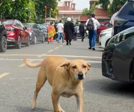 Fake rabies vaccine alert: Indian Immunologicals rejects Australian claims