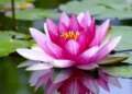 From insomnia to blood pressure, lotus is a mine of medicinal properties.
