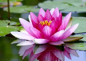 From insomnia to blood pressure, lotus is a mine of medicinal properties.