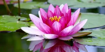 From insomnia to blood pressure, lotus is a mine of medicinal properties.