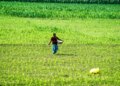 Government is using AI tools to improve crop productivity and farmers' livelihoods