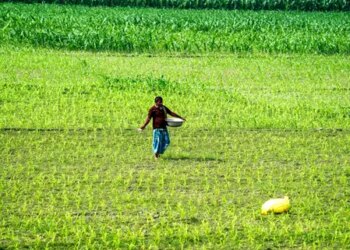 Government is using AI tools to improve crop productivity and farmers' livelihoods