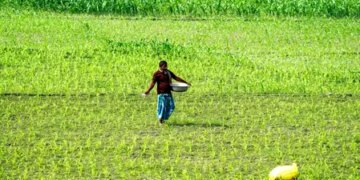 Government is using AI tools to improve crop productivity and farmers' livelihoods