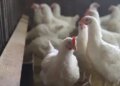 Japan: Bird flu spread in Kyoto, 9th such case in the season.