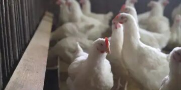 Japan: Bird flu spread in Kyoto, 9th such case in the season.