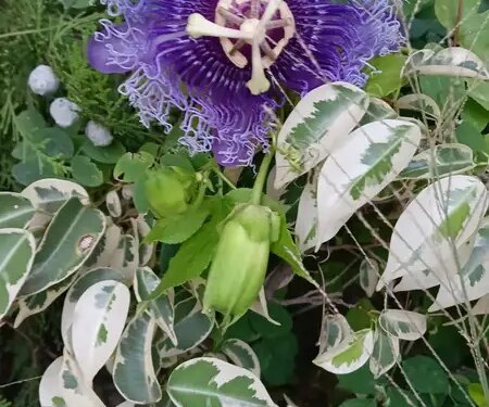 Krishna Kamal is a panacea for the problem of high blood pressure, also beneficial in diabetes.