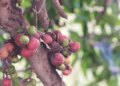 Medicinal properties in every part of sycamore, reduces the aging process