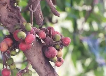 Medicinal properties in every part of sycamore, reduces the aging process