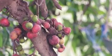 Medicinal properties in every part of sycamore, reduces the aging process