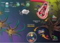 Mohali scientists made nanoparticle medicine from green tea, will simultaneously attack the symptoms of Alzheimer's
