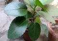 Patharchatta: This plant is helpful in reducing infections ranging from stones to UTI.