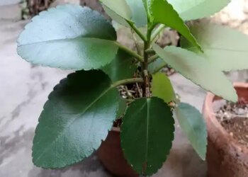 Patharchatta: This plant is helpful in reducing infections ranging from stones to UTI.