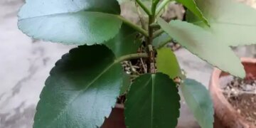 Patharchatta: This plant is helpful in reducing infections ranging from stones to UTI.