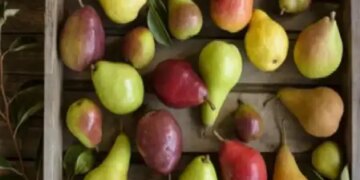 Pear is the cure for digestive diseases, know the advantages and disadvantages of its consumption.