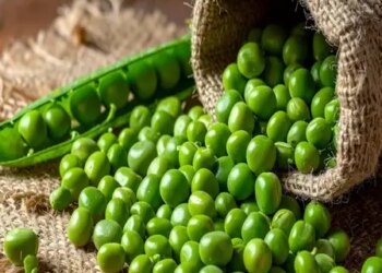 Peas means superfood of winter, consumption will be beneficial from heart to brain.