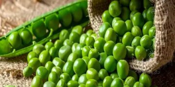 Peas means superfood of winter, consumption will be beneficial from heart to brain.