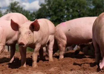 Philippines bans pork exports from Spain after increasing cases of African swine fever