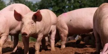 Philippines bans pork exports from Spain after increasing cases of African swine fever