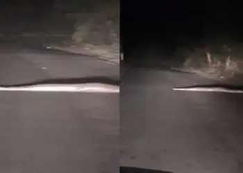 Python's 'night walk' on a deserted road surprised the car rider, watch video