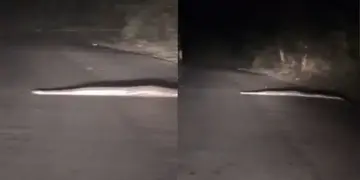 Python's 'night walk' on a deserted road surprised the car rider, watch video