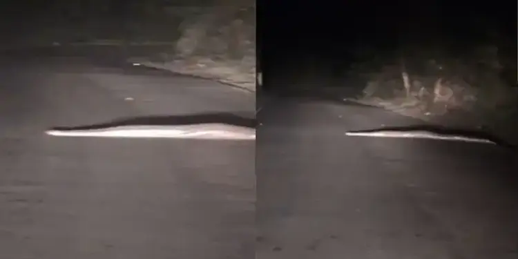 Python's 'night walk' on a deserted road surprised the car rider, watch video