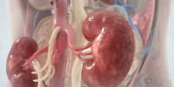 Risk to kidney health may increase in winter, know how to stay safe